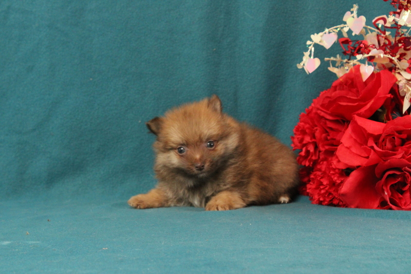 puppy, for, sale, Pomeranian, Matthew B. Stoltzfus, dog, breeder, Gap, PA, dog-breeder, puppy-for-sale, forsale, nearby, find, puppyfind, locator, puppylocator, aca